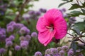 pink giant Hibiscus in a public garden