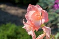 Closeup of pink gladiolus flower