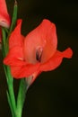 Closeup of pink gladiolus flowers