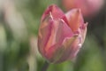 Closeup of pink and green spring tulip flower Royalty Free Stock Photo