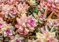 Closeup pink and green succulent plant garden Royalty Free Stock Photo