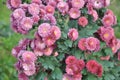 Closeup of pink Hardy chrysanthemum flowers in a garden