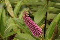 Closeup of pink Hebe speciosa flowers