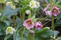 Closeup of pink hellebore flowers