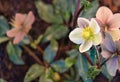 Pale pink hellebores with raindrops and copy space