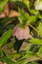 Closeup of a Pink Helleborus orientalis