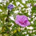 Closeup of a pink hibiscus blossom Hibisceae in the