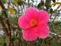 Closeup, Pink hibiscus flower blooming on tree blurred green leaf background for stock photo, spring summer flower Royalty Free Stock Photo