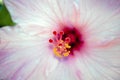 a closeup of a pink hibiscus