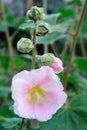 Closeup of pink hollyhock (Alcea rosea).