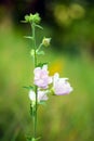 Closeup of pink Hollyhock flowers Royalty Free Stock Photo