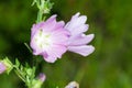 Closeup of pink Hollyhock flowers Royalty Free Stock Photo