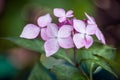 pink hortensia flower in a garden Royalty Free Stock Photo