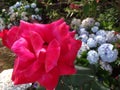 Closeup of a pink hybrid tea rose flower in a garden Royalty Free Stock Photo