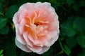 A closeup of a pink hybrid tea rose in the garden Royalty Free Stock Photo