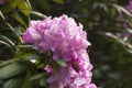 Closeup of a Pink Hydrangea Flower in Full Bloom Royalty Free Stock Photo