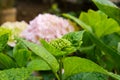 Closeup of a pink hydrangea flower surrounded by green leaves in garden Royalty Free Stock Photo