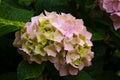 Closeup of a pink hydrangea flower surrounded by green leaves in garden Royalty Free Stock Photo