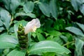 Closeup of pink Indian Head Ginger flowers, Costus Speciosus