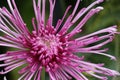 Closeup of a pink isopogon flower in a garden