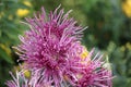 Closeup of pink isopogon flowers in a garden