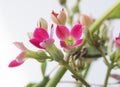 Closeup of a pink kalanchoe flower Royalty Free Stock Photo