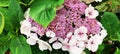 A closeup of a pink lacecap hydrangea. Royalty Free Stock Photo