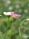 Closeup pink latin american fleabane flowers in garden