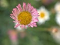 Closeup pink latin american fleabane flowers in garden