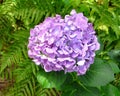 Closeup of Pink Lavender Mophead Hydrangea Royalty Free Stock Photo