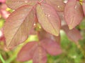 Closeup pink leaf of rose flower plants with water drops and blurred background ,macro image pink young leaves in garden, sweet co Royalty Free Stock Photo