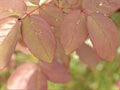 Closeup pink leaf of rose flower plants with water drops and blurred background ,macro image pink young leaves in garden, sweet co Royalty Free Stock Photo