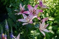 Closeup of pink lilium cernuum flowers