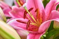 Closeup of pink lily flower in a bouquet of bright blooms. Fresh red floral arrangement with green leaves and petals. An Royalty Free Stock Photo