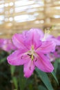 Closeup pink lily flower over blurred wooden fence background with vintage warm light Royalty Free Stock Photo