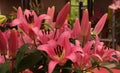 Closeup of pink lily flowers growing in the garden - perfect for backgrounds Royalty Free Stock Photo