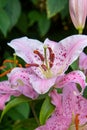 A closeup of pink lily.