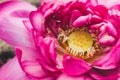 Closeup of pink lotus flower Royalty Free Stock Photo