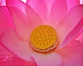 Closeup pink lotus flower Nelumno nucifera ,Holy lotus Essential oil blooming with sunshine soft selective focus ,pretty petals Royalty Free Stock Photo