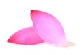 Closeup of pink lotus petal isolated on white Royalty Free Stock Photo