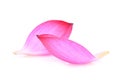Closeup of pink lotus petal isolated on white Royalty Free Stock Photo