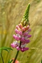 Pink lupin flower Royalty Free Stock Photo