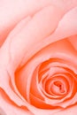 Closeup pink macro rose