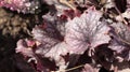 Closeup of pink or magenta heuchera leaves color in botany with sunlight, Common names include alumroot and coral bells. Foliage