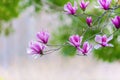 Pink magnolia flower on branch Royalty Free Stock Photo