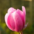 Closeup of a pink magnolia flower bud Royalty Free Stock Photo