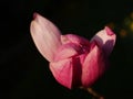 Closeup of an pink magnolia flower bud opening Royalty Free Stock Photo