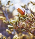 Closeup of pink Magnolia flower growing in nature with copyspace. Zoom on pretty flowers with copy space and a blurry Royalty Free Stock Photo