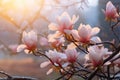 closeup of pink magnolia tree flowers, dreamy floral background with sunlight