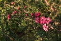Pink manuka bush with flowers in bloom